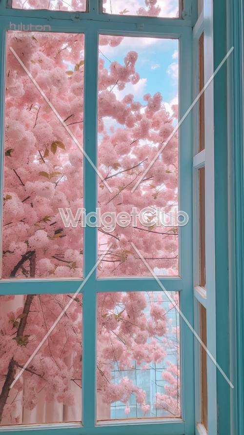 透過窗戶看到的櫻花