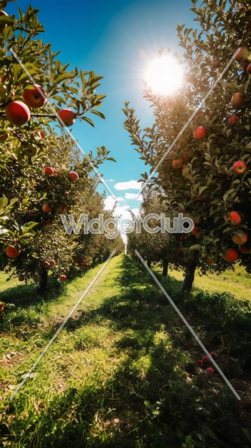 Sentiero soleggiato del frutteto di mele