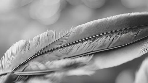Una imagen monocromática detallada de una pluma gris, que muestra su textura suave.