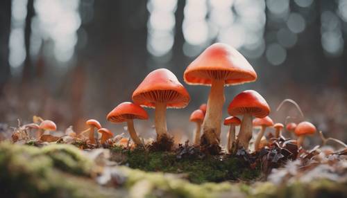 A close-up, Polaroid-style photo of a circle-shaped patch of vibrant red and orange mushrooms.