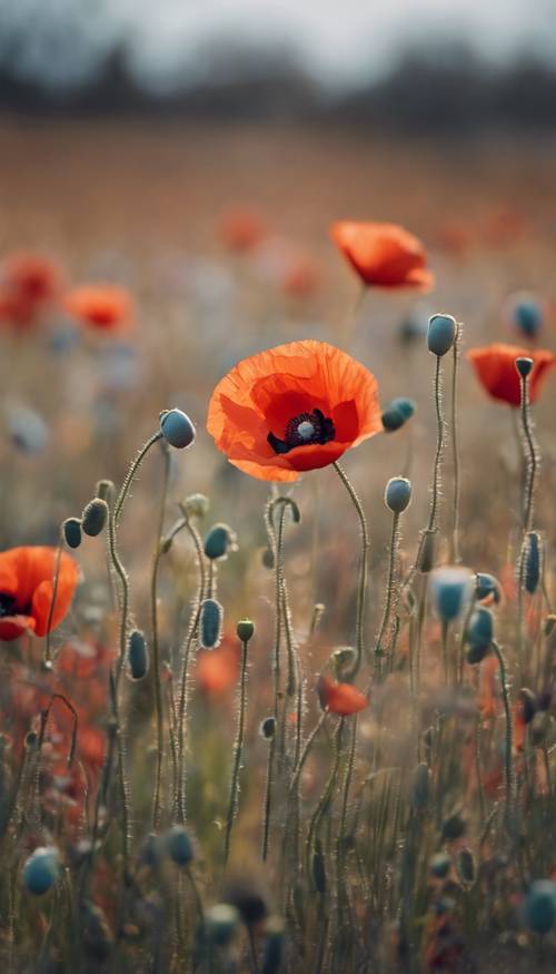 A spattering of colorful poppies standing tall in a vast, otherwise bare field, a minimalist representation of spring. Tapéta [4481360c2436476a8701]