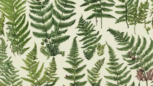 19世紀のシダ植物の科学的精度が高く、詳細に描かれた植物イラストの壁紙