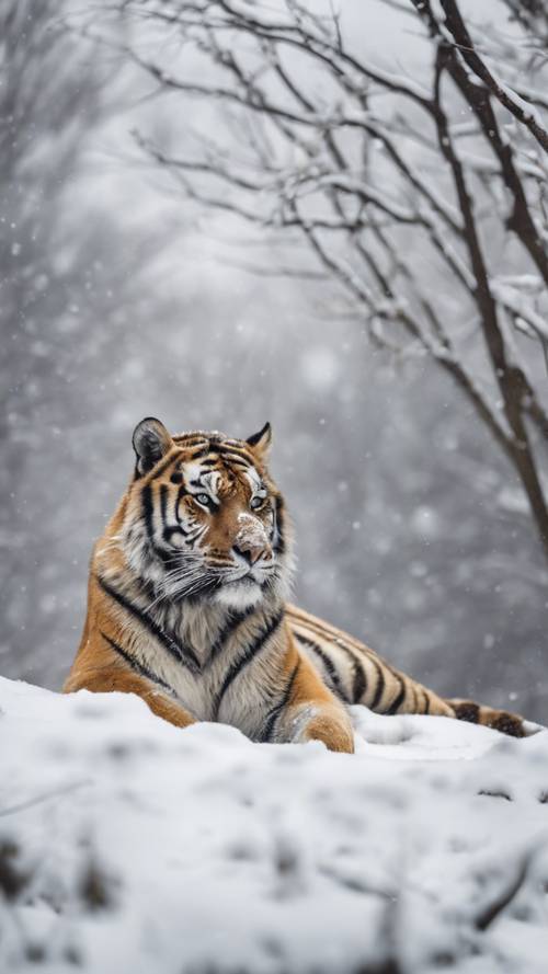 A Siberian tiger laying on a snowy hill during a calm, snowy afternoon