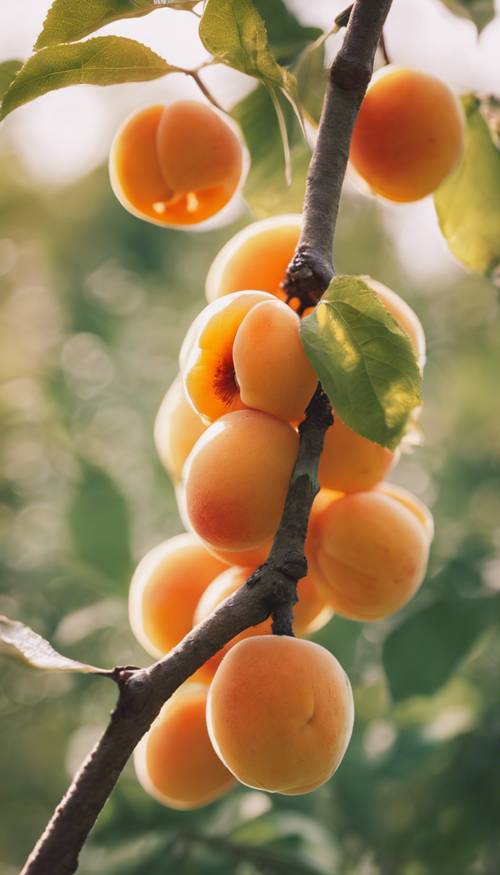 A ripe and juicy apricot hanging on a tree branch in the afternoon sun.