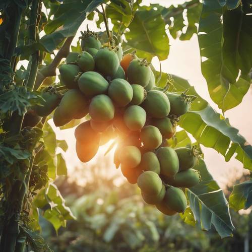 A papaya tree laden with ripe and unripe fruits during the early morning sunrise.