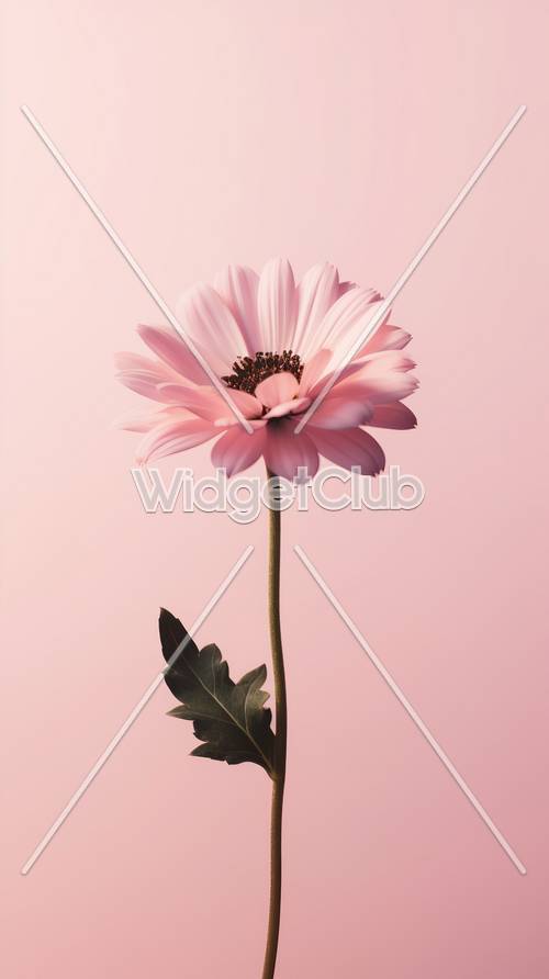 Hübsche rosa Blume auf weichem Hintergrund