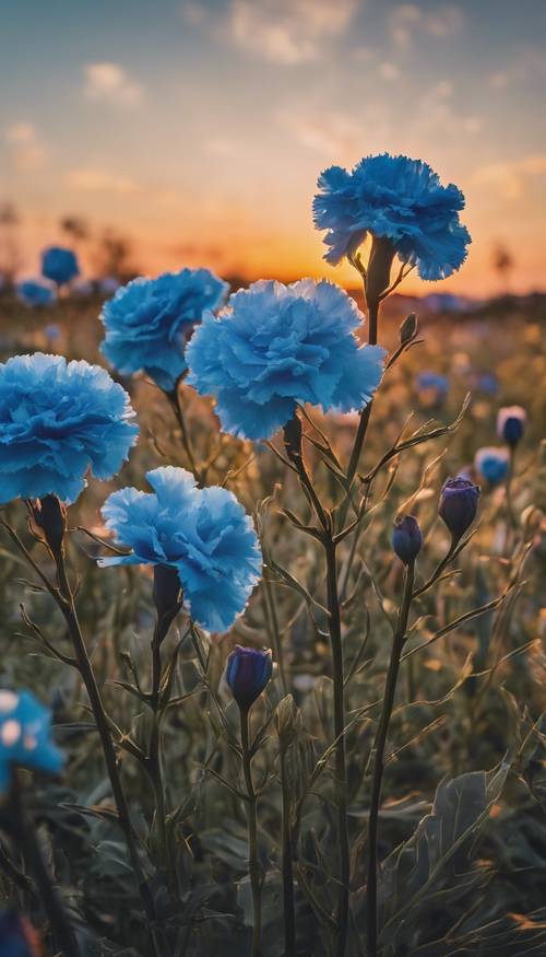 A landscape with blue carnation flowers blooming under the sunset sky.