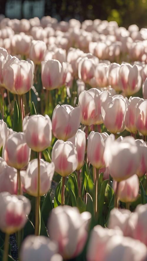 Taman yang dipenuhi bunga tulip putih dan merah muda, berkilauan di bawah lembutnya cahaya mentari pagi.