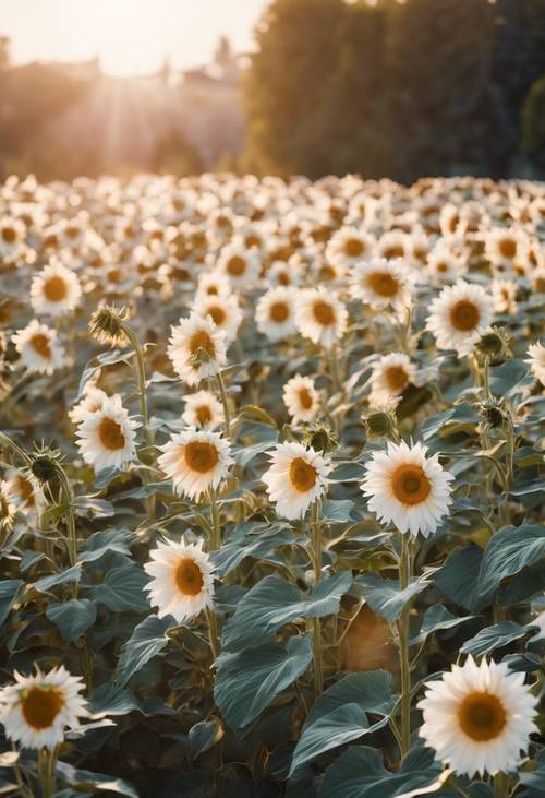 Taman yang dipenuhi bunga matahari putih saat matahari terbit. Wallpaper [dc77e82197734d72b3b4]