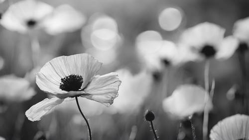 一张罂粟花瓣随风飘扬的单色照片。