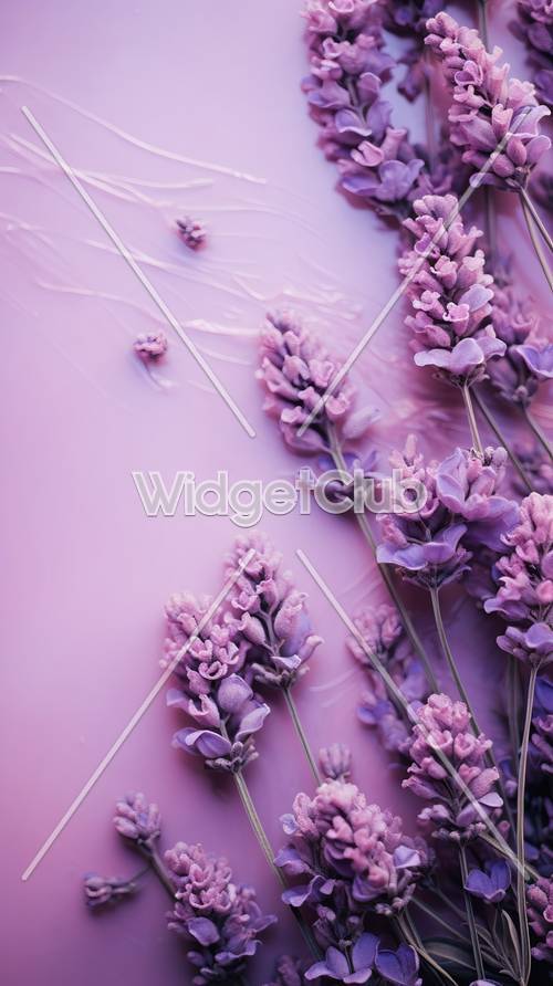 Фиолетовые цветы лаванды на нежно-розовом фоне