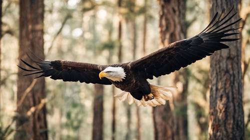 A majestic bald eagle soaring over the Ocala National Forest, with dense woodland below.