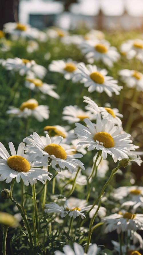 A bunch of white daisies dancing rhythmically in the breeze, with green leaves and white picket fences in the background.