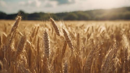 Golden wheat fields swaying gently in the July wind under a cloud-free sky.