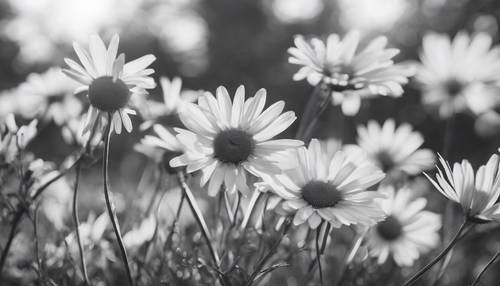 A black and white picture of retro daisies dancing under a gusty wind