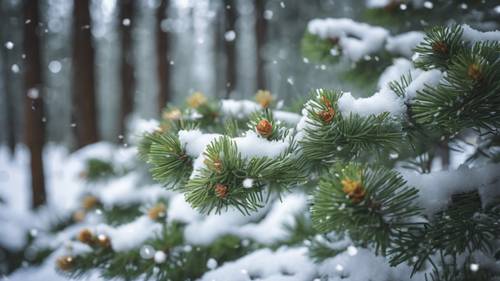 Ein immergrüner Kiefernwald, bedeckt mit frischem Schnee, mit den Worten „Den Baum kümmern die Blumen, die abfallen, nicht. Er ist immer damit beschäftigt, neue Blumen zum Blühen zu bringen.“