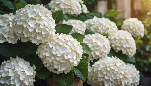 A large white hydrangea bush with gold centers in an ornate painted pot.