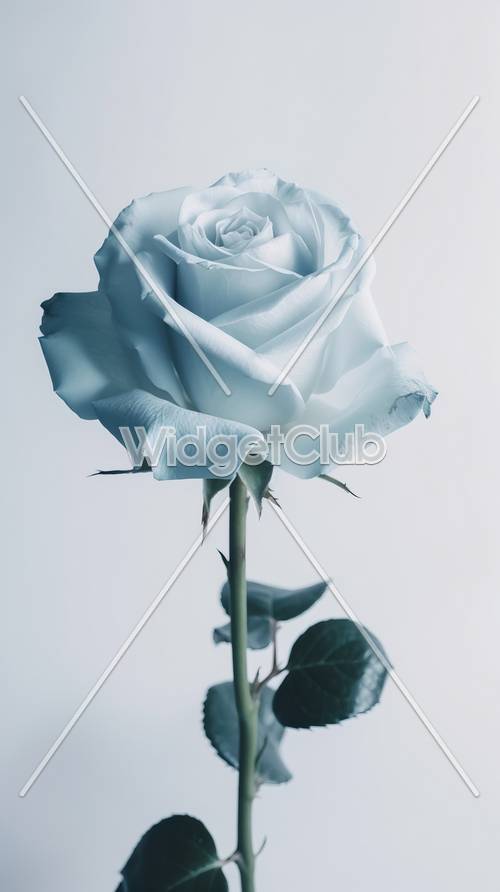 涼しげなブルーカラーのバラの壁紙集