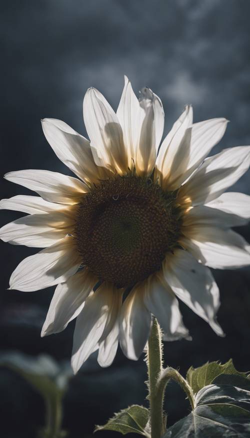 Eine einzelne zarte weiße Sonnenblume vor einem dunklen, stürmischen Himmel.