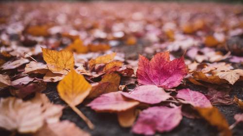 Dedaunan musim gugur yang terpelihara dengan indah dalam warna merah jambu dan emas, tersebar di tanah.