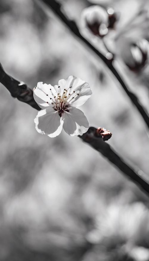 하늘을 배경으로 한 송이 벚꽃의 흑백 사진