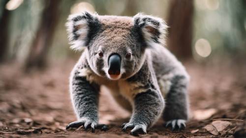 Una rara imagen de un koala correteando por el suelo para cambiar de árbol.