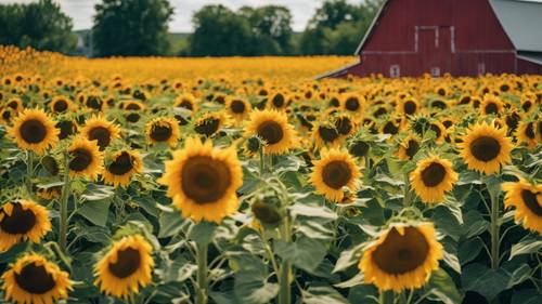 Ypsilanti&#39;de yaz ortasında canlı bir ayçiçeği tarlası, tipik bir Michigan ahırıyla tezat oluşturuyor.