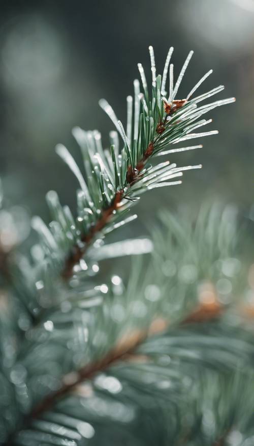 A delicate touch of morning frost on green pine needles. ផ្ទាំង​រូបភាព [80560b0b7fce4b3cbe14]