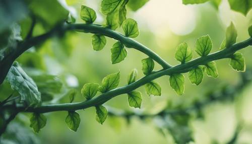 A close-up view of a bright green vine showing intricate details. Tapeta [0ebd4a1ce45a496fad0e]