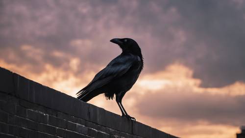 Un unico corvo appollaiato su un muro di mattoni neri sotto un sole nuvoloso al tramonto.