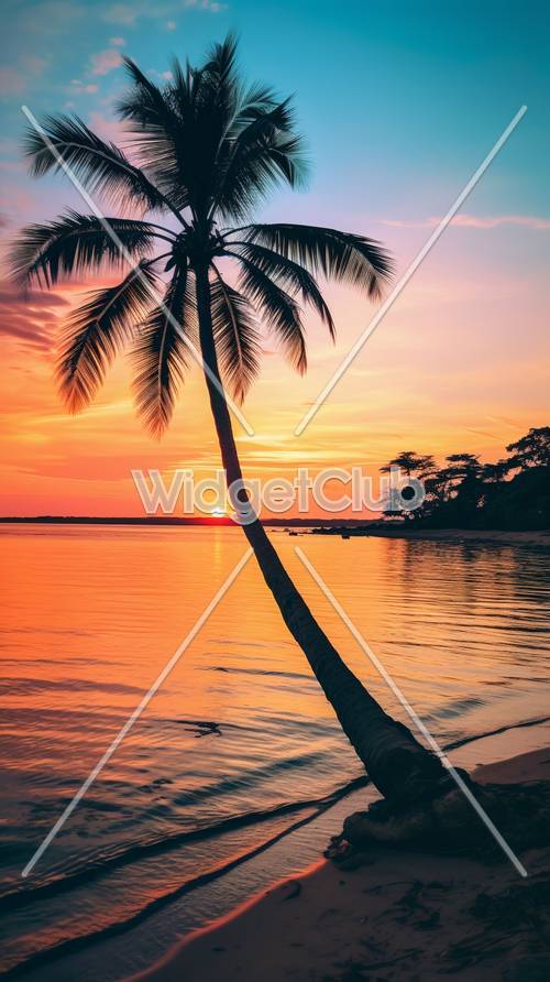 Tropikalny Zachód Słońca Z Palmą