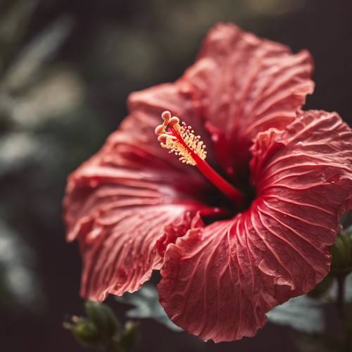 A macro photograph of a red hibiscus, with a sharp focus on its velvety texture and the intricate pattern in the center.