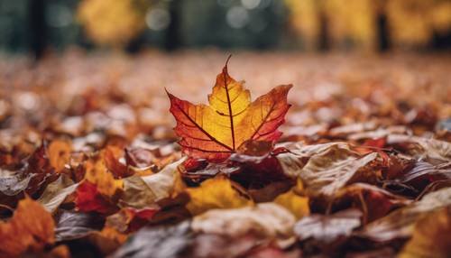 A vibrant, rainbow-colored leaf collapsing into a pile of autumn leaves. Tapet [dd3428b95fe545d48452]