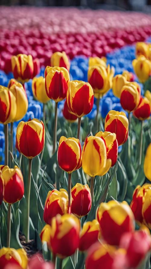 Primer plano de un patrón de rayas formado por tulipanes rojos, azules y amarillos brillantes.