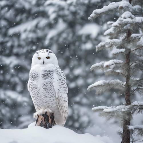 Seekor burung hantu seputih salju bersembunyi di hutan boreal, nyaris tak terlihat di tengah salju.