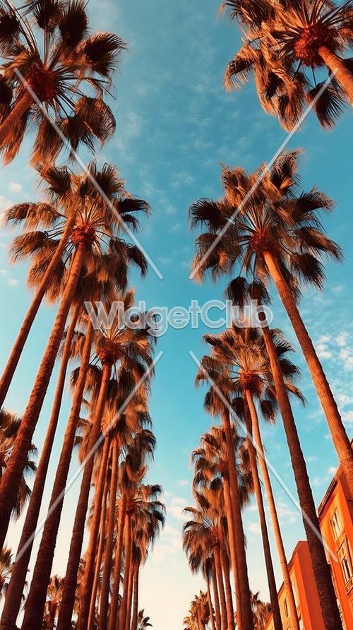 Высокие пальмы под голубым небом