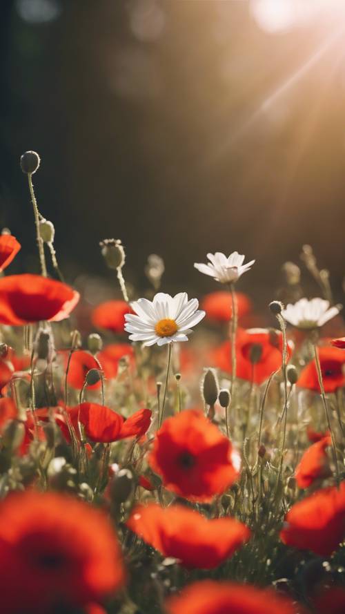 A sole white daisy thriving amongst a field of vibrant red poppies under a radiant sun.