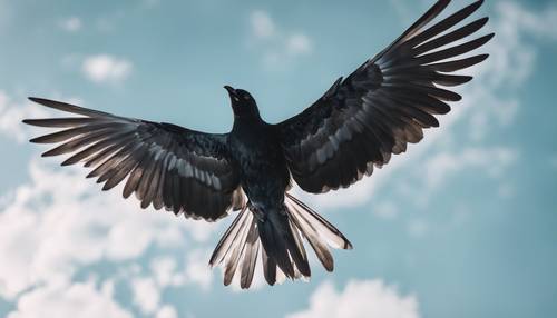 Foto profesional burung hitam putih yang melayang dengan sayap terbentang lebar di langit biru cerah.