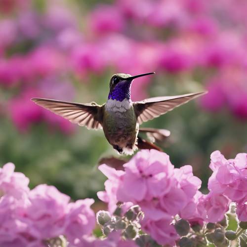 A hummingbird hovering over a garden filled with pink geraniums and purple sage flowers.