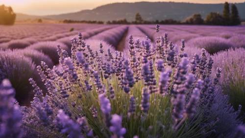 Ladang lavender yang luas bermandikan cahaya senja yang lembut.