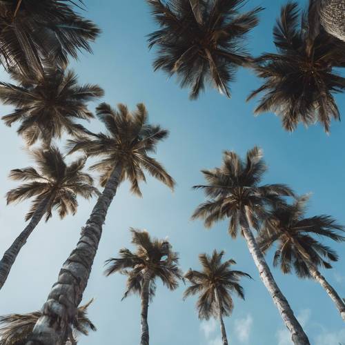 A drone shot of dark palm tree canopies heavily contrasted against a clear, blue sky.