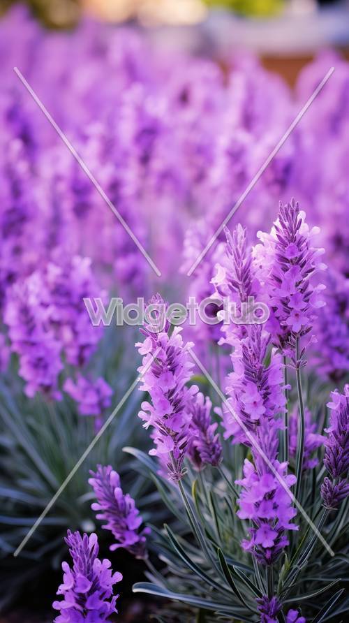 Purple Lavender Field for a Peaceful and Serene Feel
