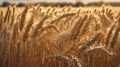 Artistic creation of the month of November in a calendar showcasing a field of golden wheat.