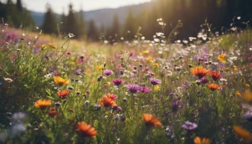 Summer view of a cheerful mountain meadow sprinkled with colorful wildflowers.