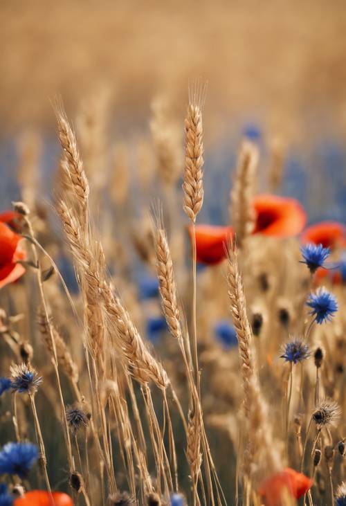 Champs de blé doré accompagnés de coquelicots et de bleuets sous un ciel bleu sans nuages.