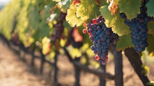 Olgun kırmızı üzümlerin asmalara asılı olduğu pitoresk bir Fransız şarap ülkesi manzarası.