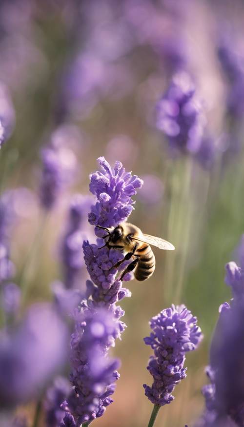 Gambar lebah yang sedang beristirahat di tanaman lavender yang sedang berbunga.