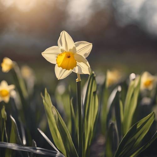 A warm late afternoon view of a lonely daffodil in a minimalistic style. Tapet [7125489d2abf45fbb203]