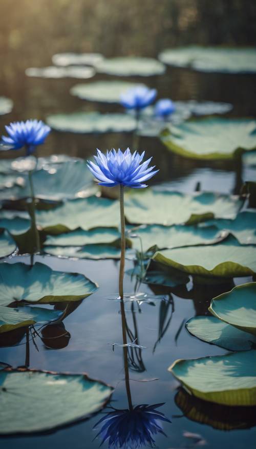 ดอกบัวสีน้ำเงินดอกคอร์นฟลาวเวอร์ลอยอยู่บนสระน้ำอันเงียบสงบ วอลล์เปเปอร์ [5dd26c4620bd4c05ad5d]