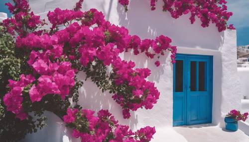 A view of vibrant bougainvillea flowers climbing the whitewashed walls of a house in Santorini.